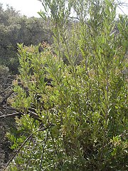 heteromeles arbutifolia